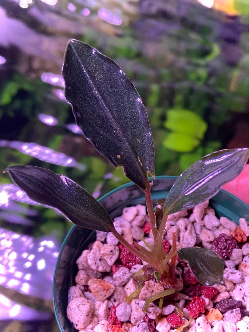 【限定1株】 ブセファランドラ sp, モトレイアーナ 極紫個体 水上葉