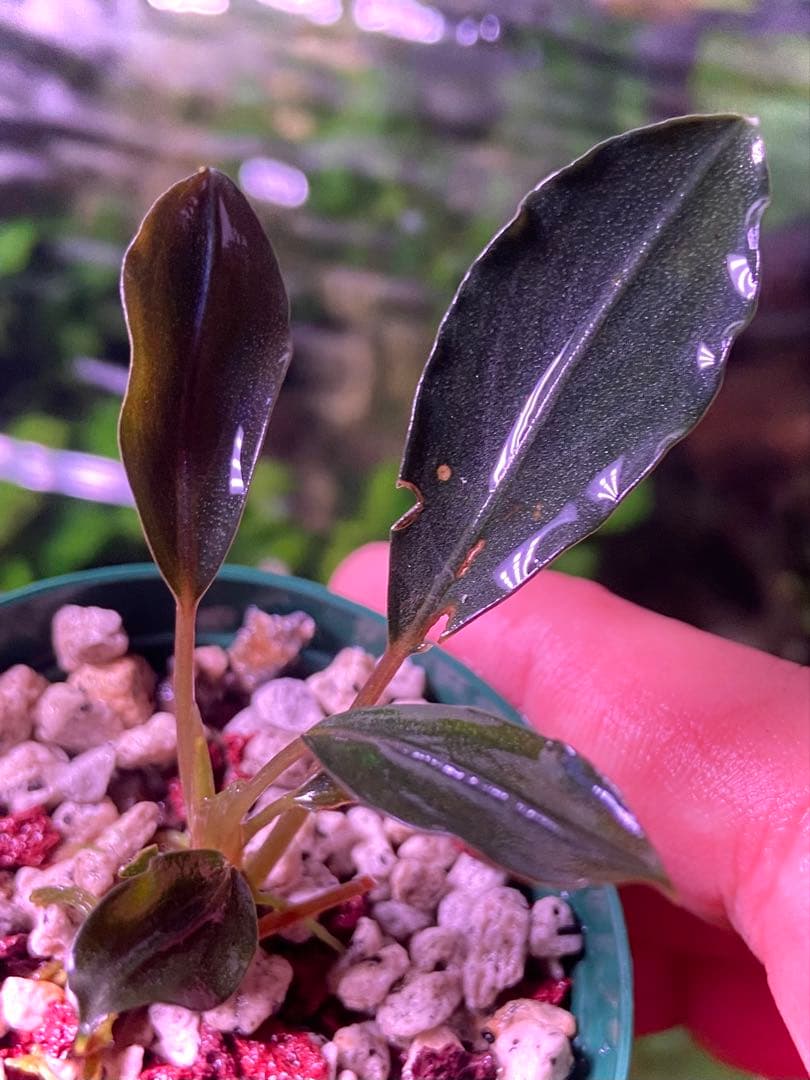 【限定1株】 ブセファランドラ sp, モトレイアーナ 極紫個体 水上葉