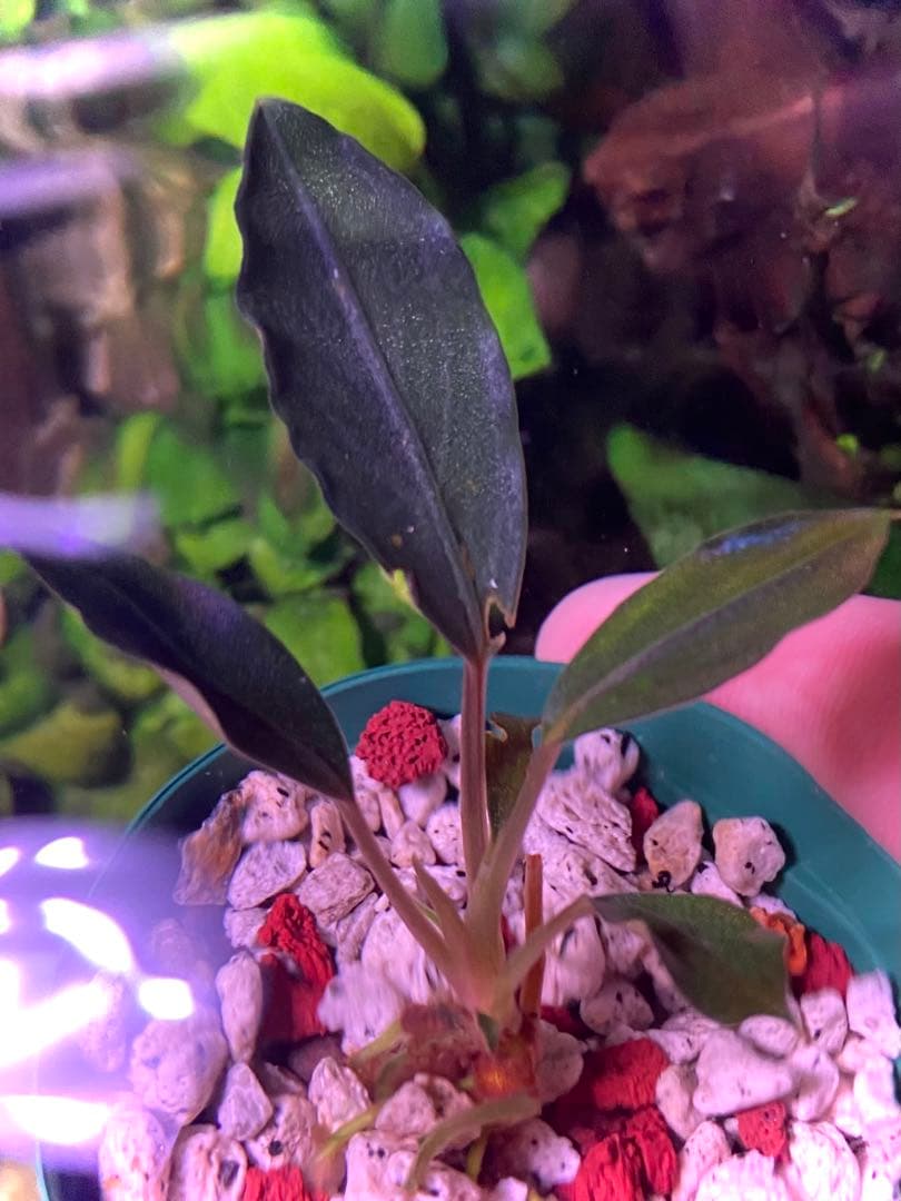 【限定1株】 ブセファランドラ sp, モトレイアーナ 極紫個体 水上葉