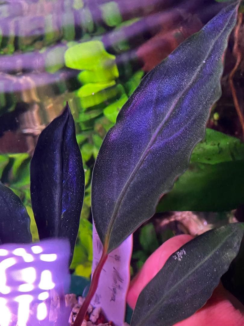 【限定1株】 ブセファランドラ sp, モトレイアーナ 極紫個体 水上葉