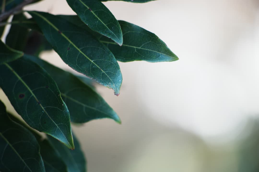 【整備＆テスト済】 AF Nikkor 70-210mm F4-5.6 561