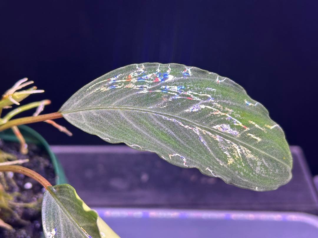 たお品Bucephalandra sp.Pearl gray【TB】