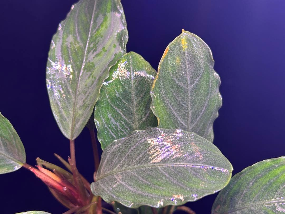 たお品Bucephalandra sp.Pearl gray【TB】