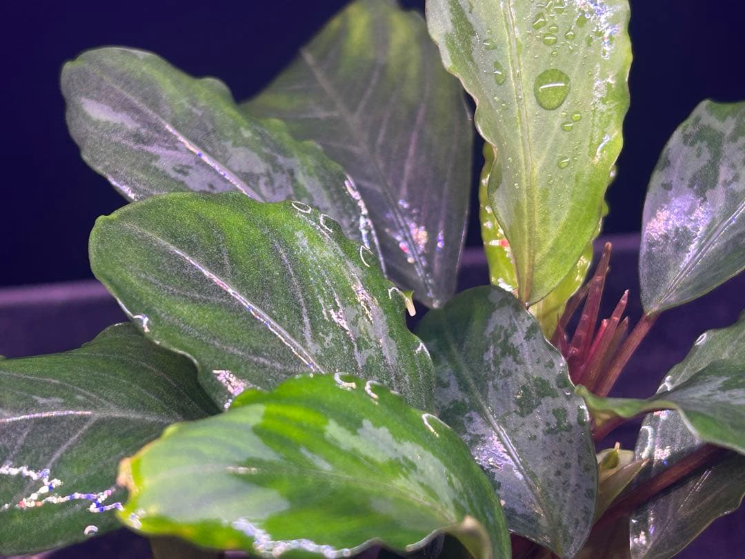 たお品Bucephalandra sp.Pearl gray【TB】