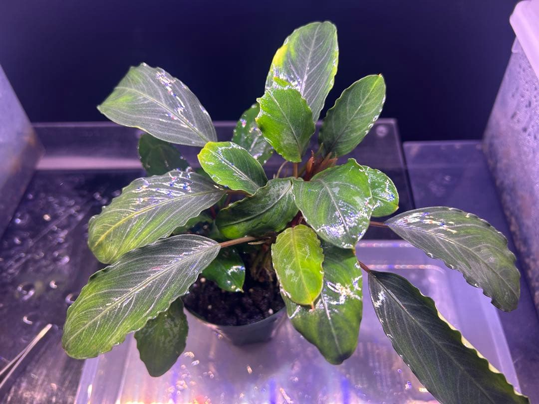 たお品Bucephalandra sp.Pearl gray【TB】