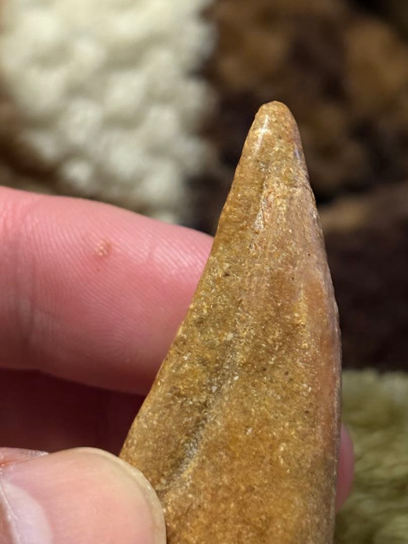 スピノサウルス　フットフロウ　化石