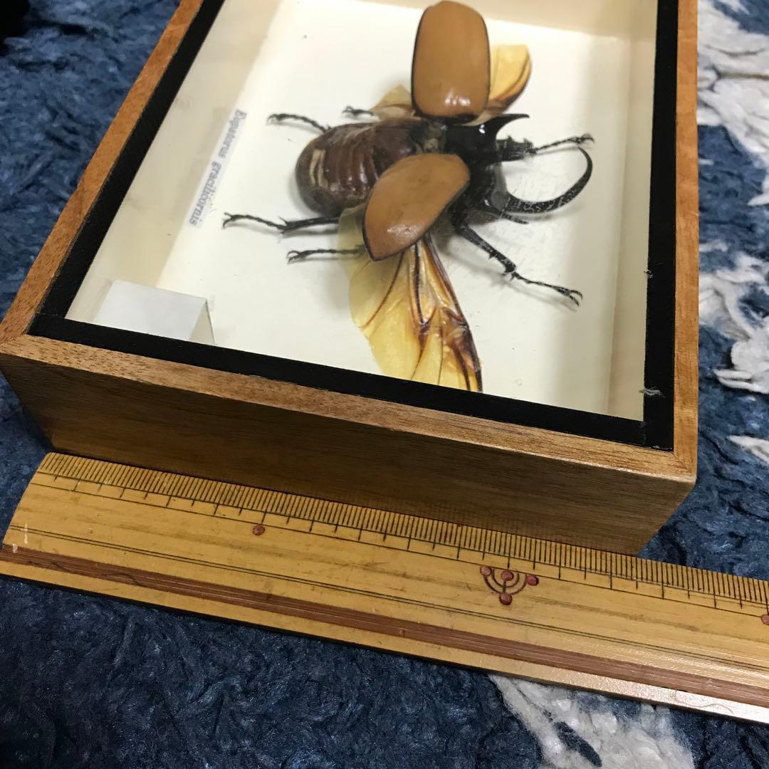 カブトムシ　クワガタ　飛翔標本　タイで購入