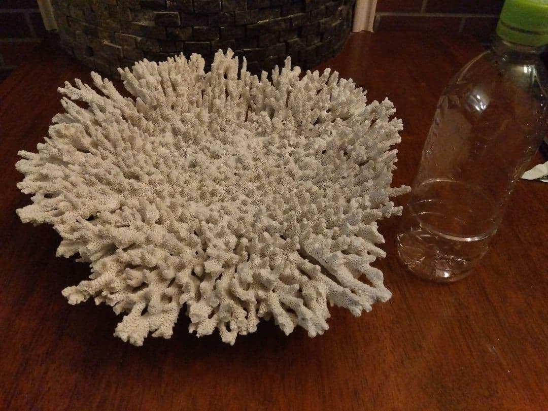 巨大飾りサンゴ　テーブルサンゴ