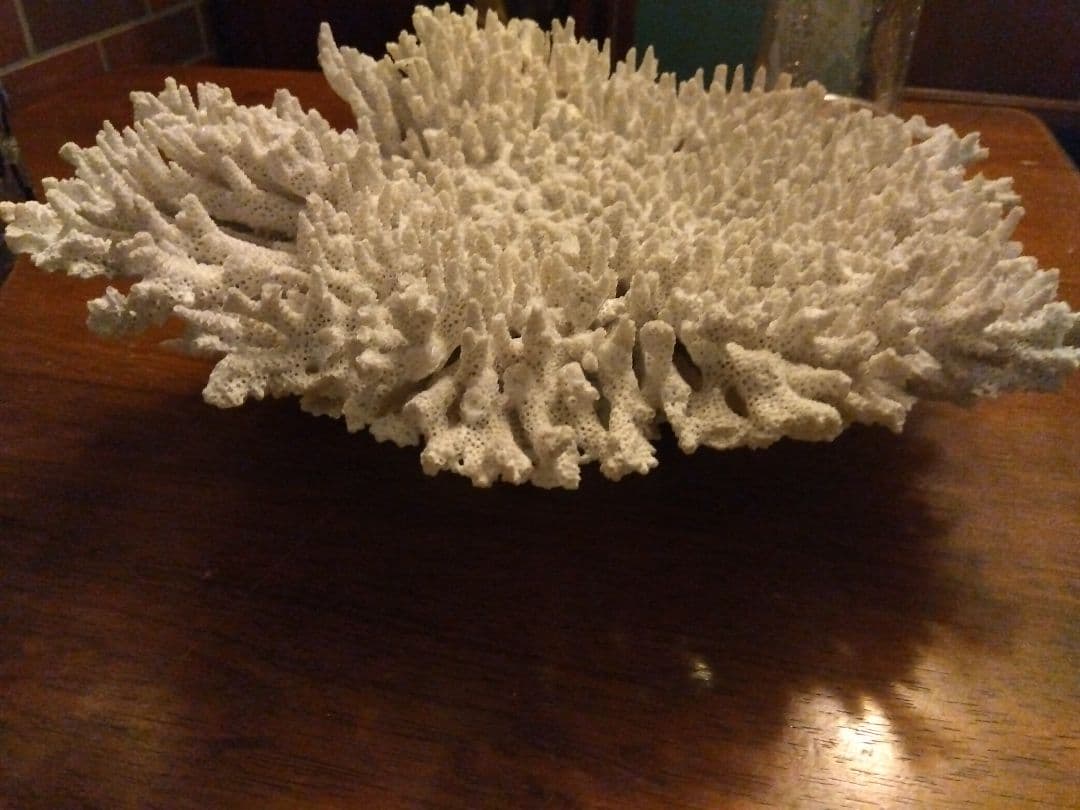 巨大飾りサンゴ　テーブルサンゴ
