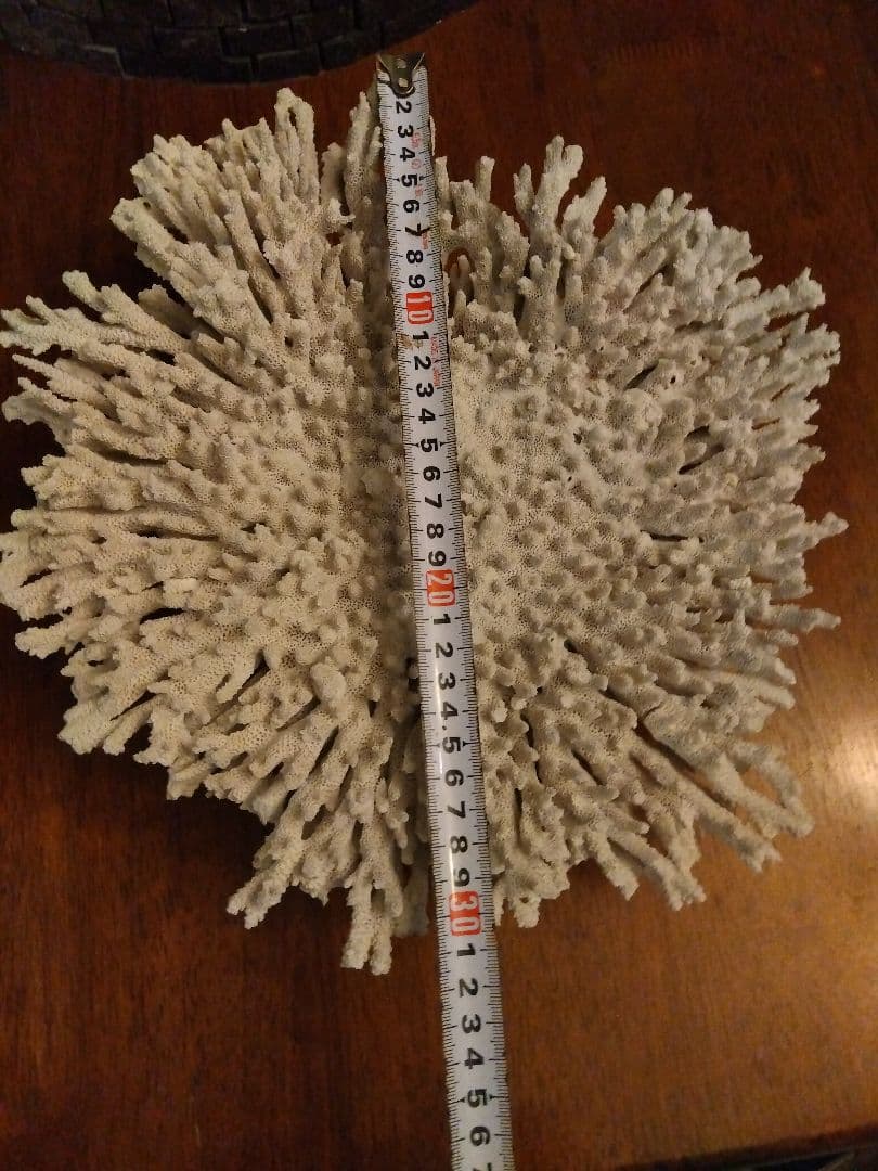 巨大飾りサンゴ　テーブルサンゴ