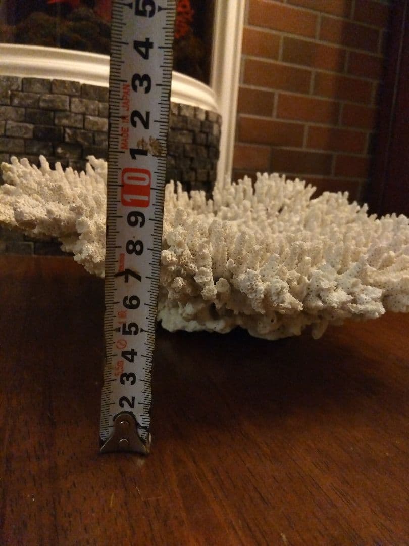 巨大飾りサンゴ　テーブルサンゴ