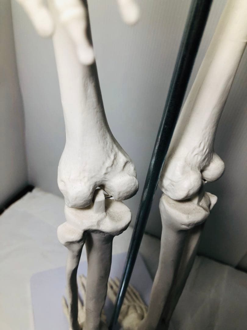 人体模型 高さ約83cm