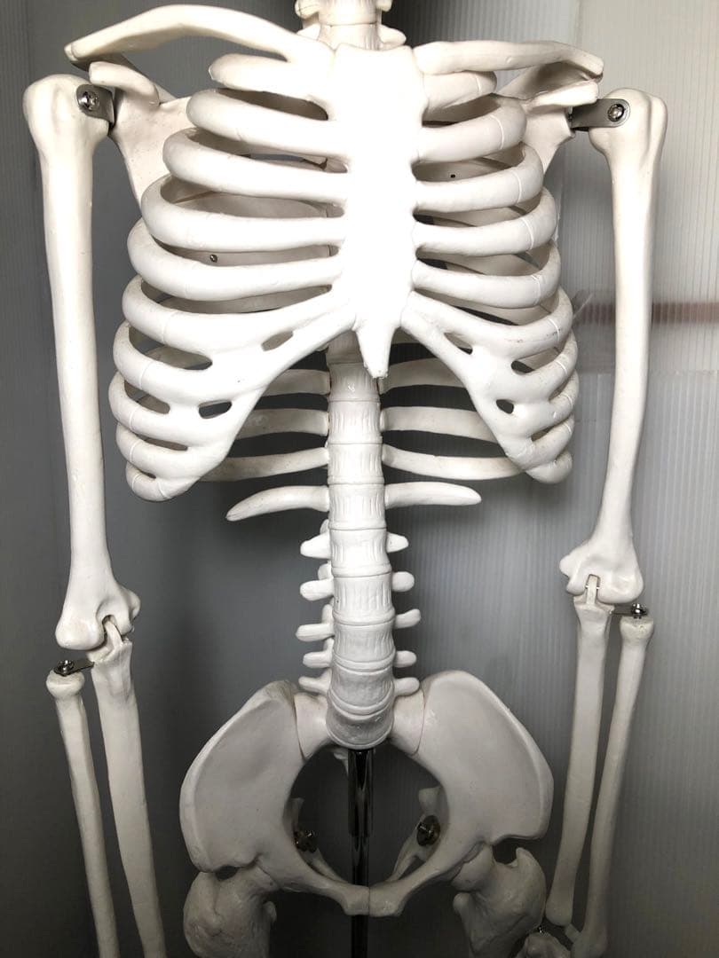 人体模型 高さ約83cm