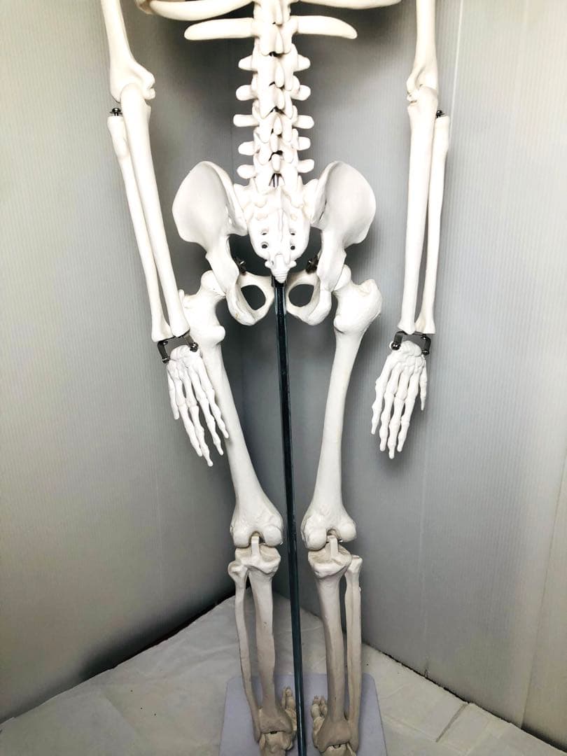 人体模型 高さ約83cm