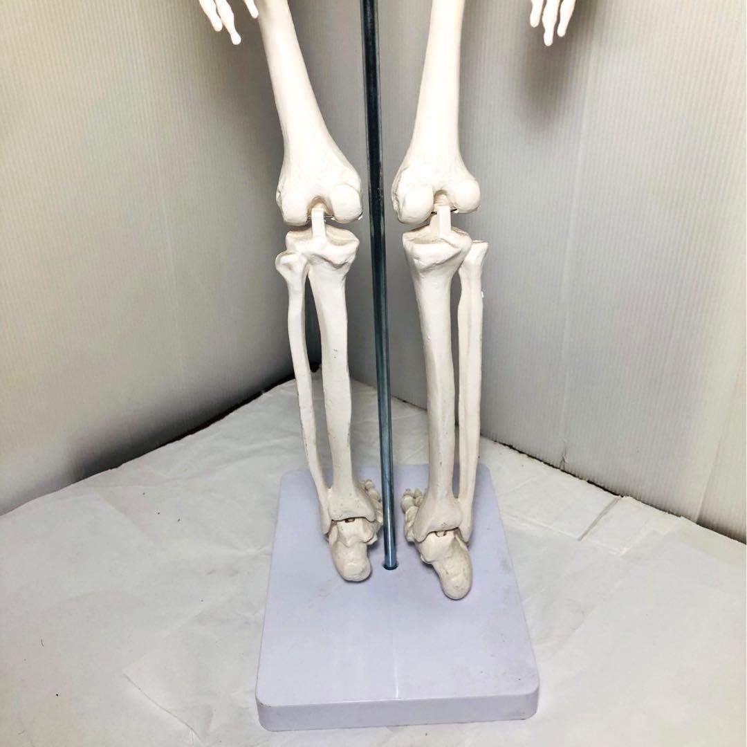 人体模型 高さ約83cm