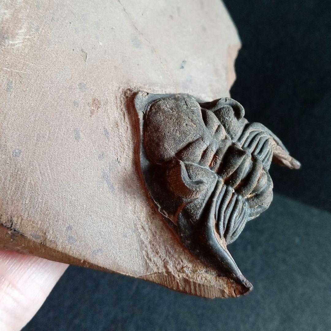 化石　骨格　標本　三葉虫　メタカンシナ　美麗