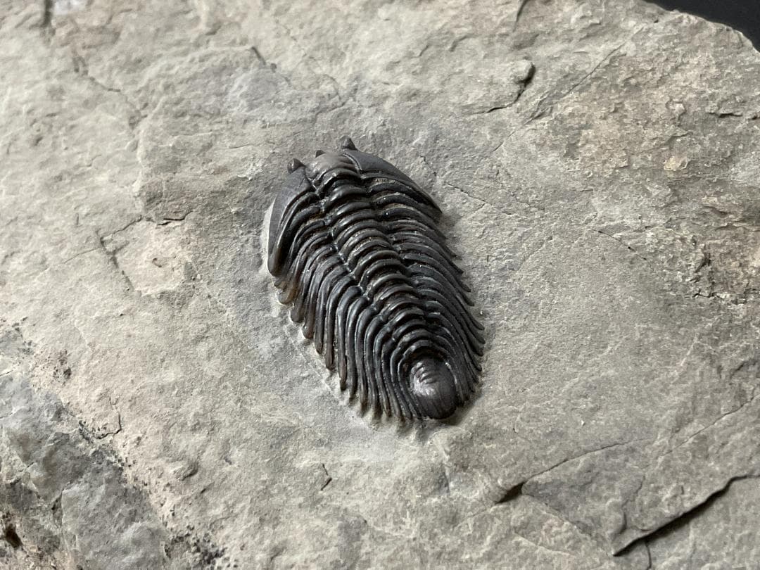 シュードキベレ [TB45] 三葉虫 超希少種 レア