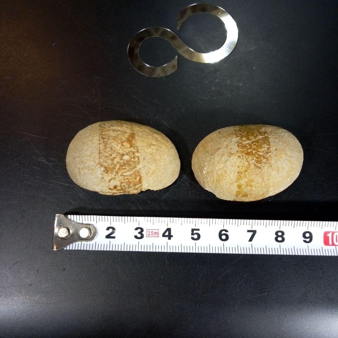 三葉虫　化石　fossil　ボリビア産　trilobite　ノジュール管理⑤