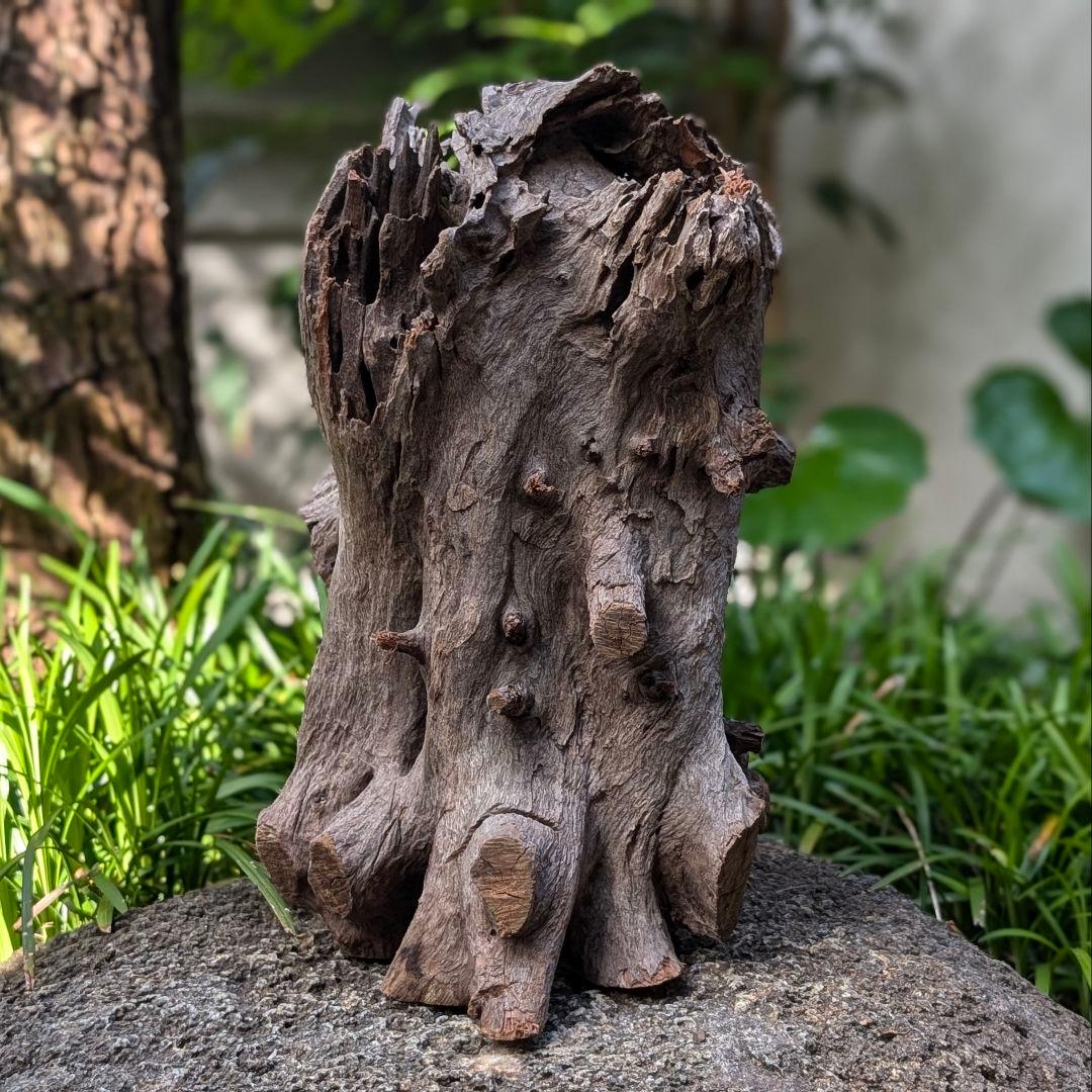 プレミアムスタンプウッド【PSW002】流木 アク抜き処理 アクアリウム