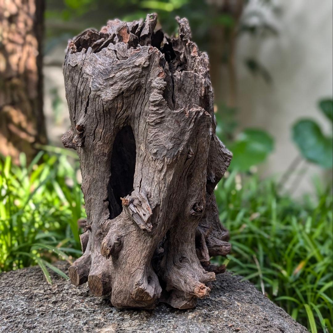 プレミアムスタンプウッド【PSW002】流木 アク抜き処理 アクアリウム