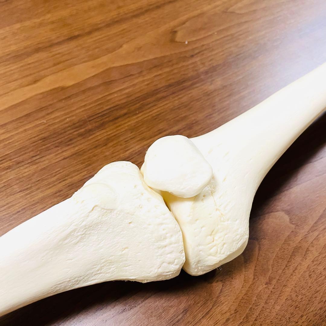 【中古品】人体模型 腕足セット バラ売り不可