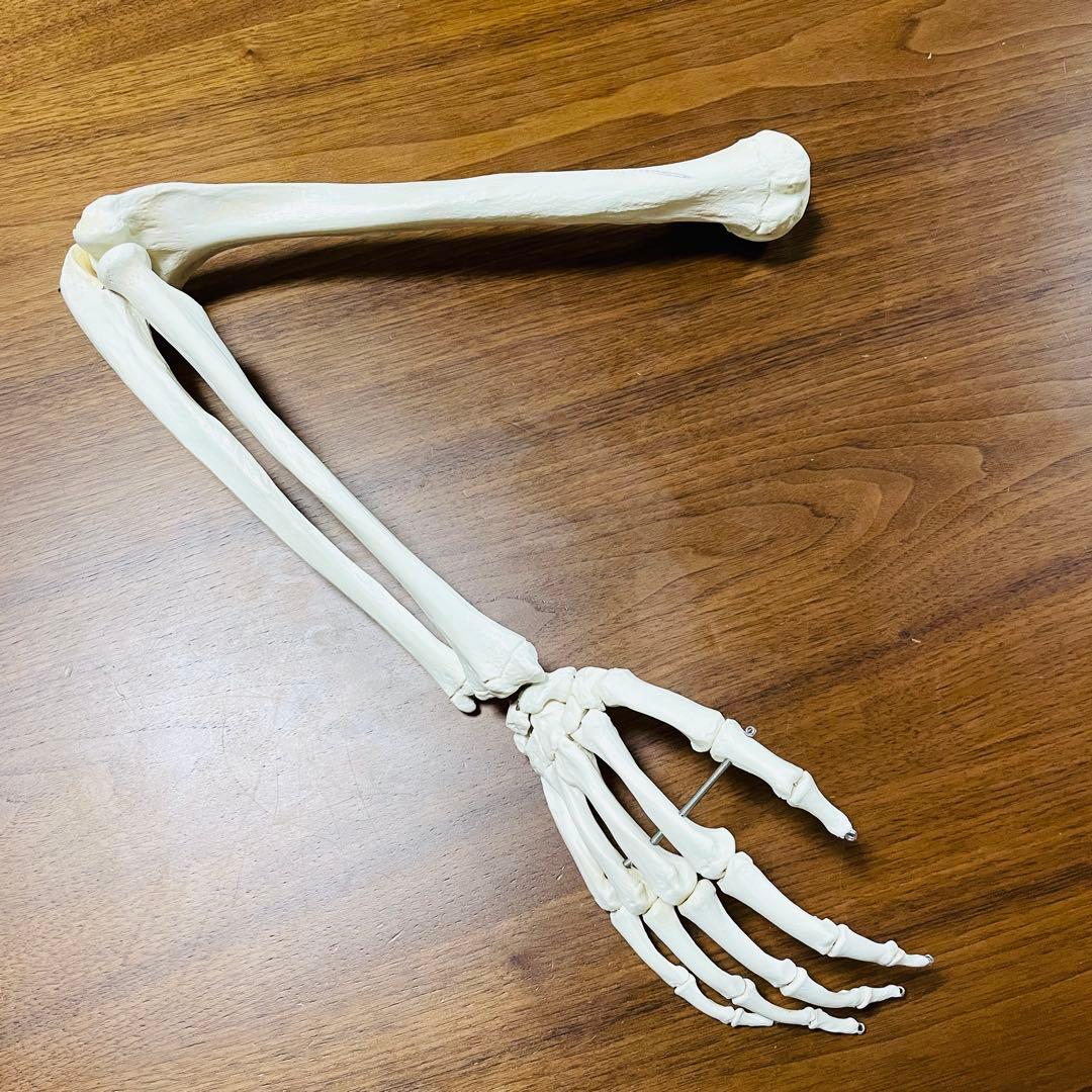 【中古品】人体模型 腕足セット バラ売り不可