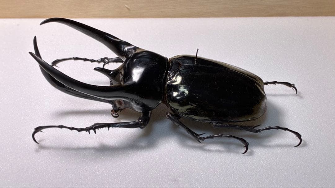 野外品 良型+大型マレーコーカサス115mm 昆虫標本