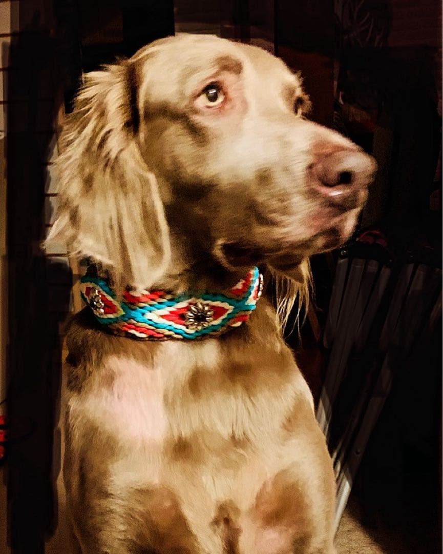 ⭐︎くますけ⭐︎ページ　ハーフチョークチェーン　大型犬　小型犬　パラコード