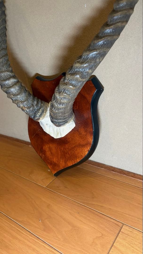 KOB（コブ）角 ハンティングトロフィー アフリカ 剥製 インテリア アート