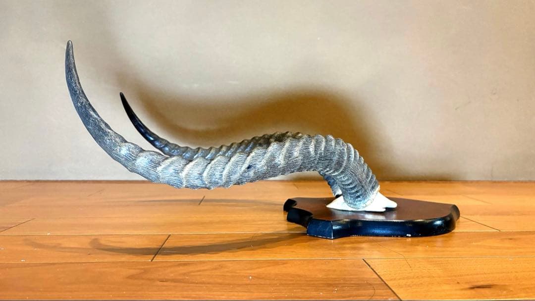 KOB（コブ）角 ハンティングトロフィー アフリカ 剥製 インテリア アート