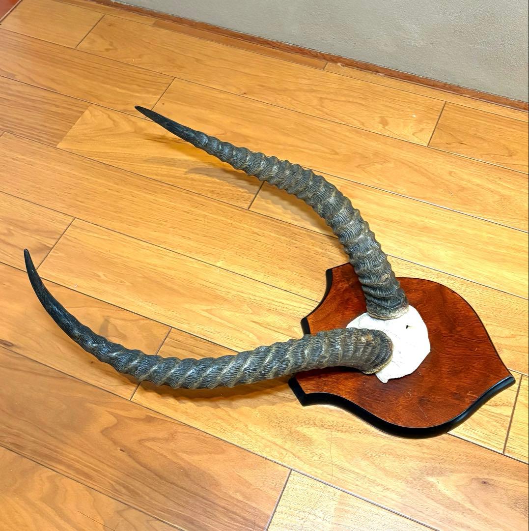 KOB（コブ）角 ハンティングトロフィー アフリカ 剥製 インテリア アート