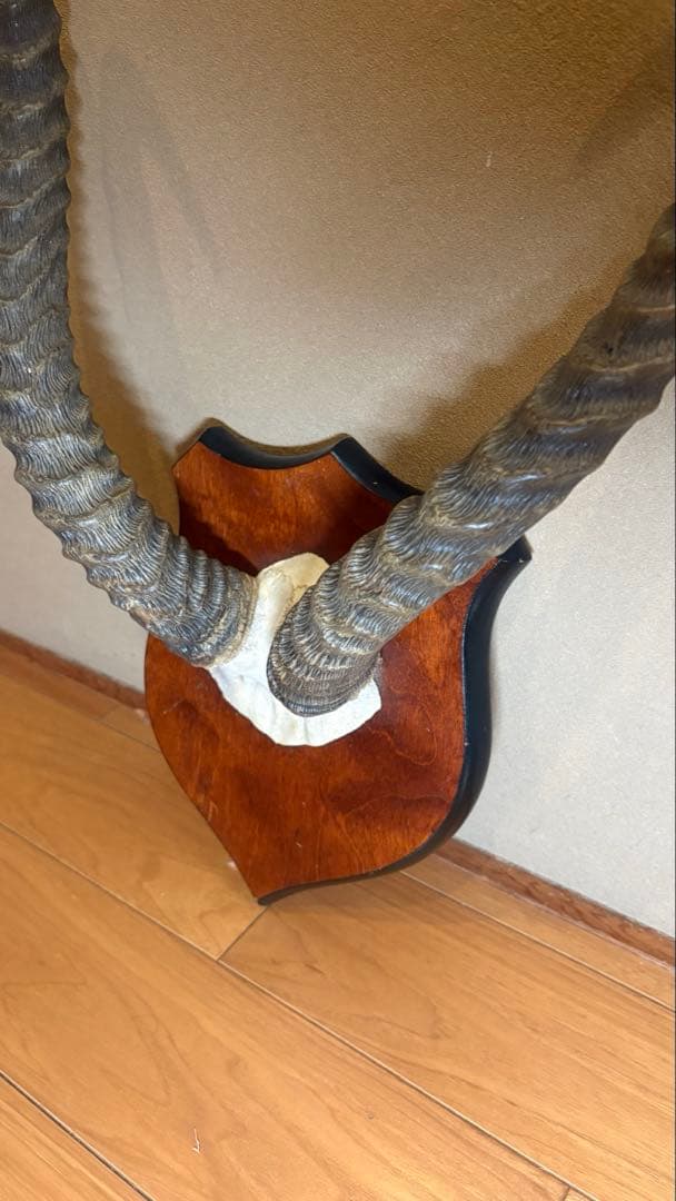 KOB（コブ）角 ハンティングトロフィー アフリカ 剥製 インテリア アート