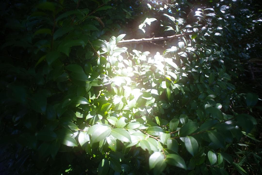 【レア】作例有 SIC Nikon Nikkor Ai-s 20mm F2.8