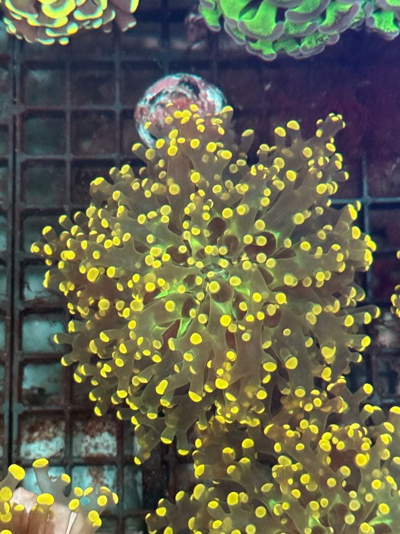 スポポビッチ專用