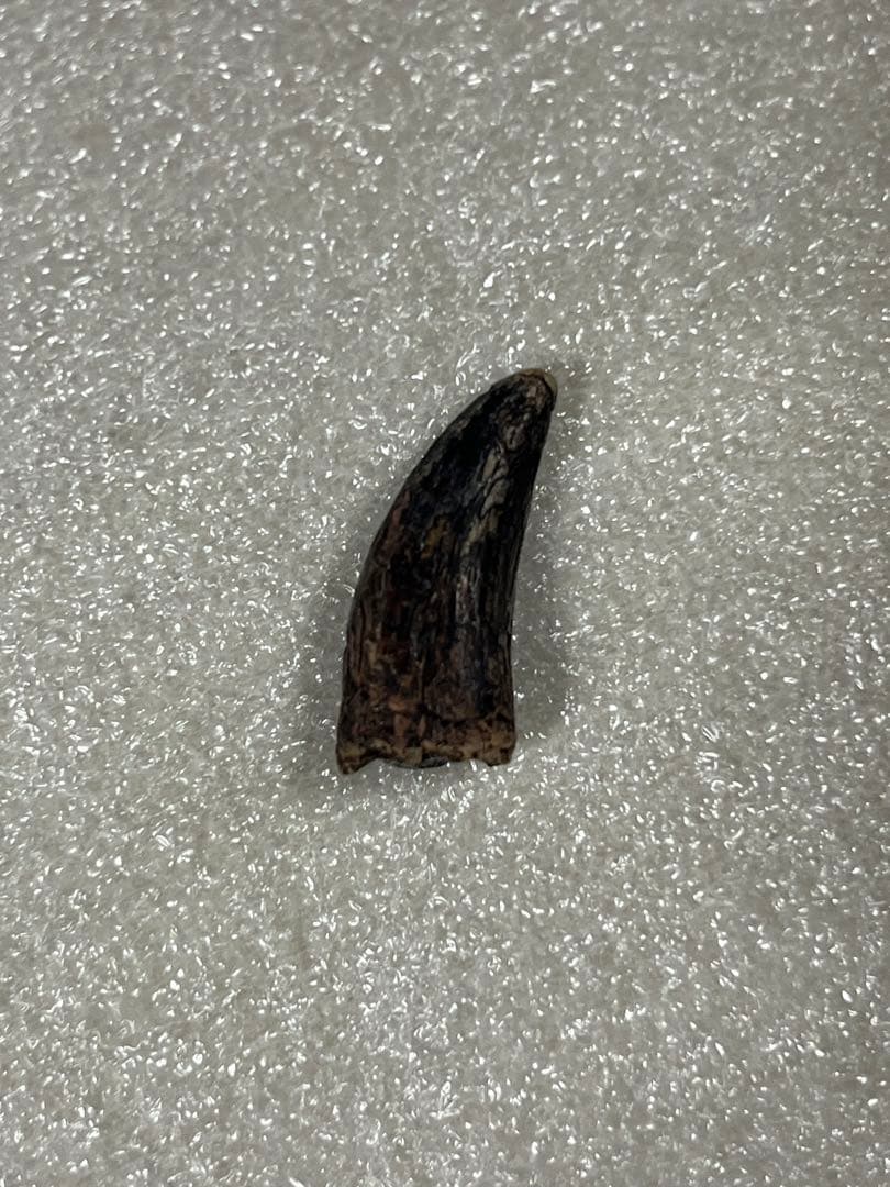 ナノティラヌス　実物歯化石