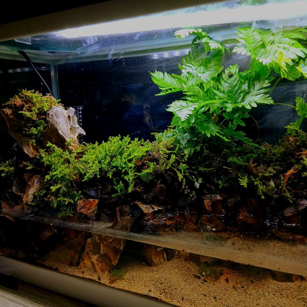 ️⭕️本日限定お値下げ️⭕️ 大型 アクアテラリウム 水槽 完成品