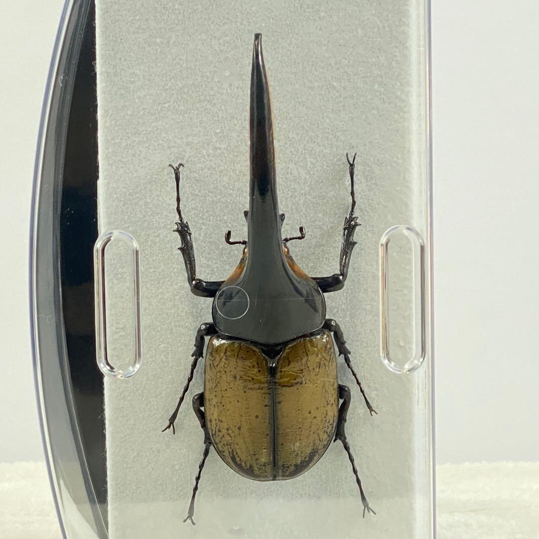 【大型】ヘラクレスオオカブト（ヘラクレス）のオブジェ（標本）