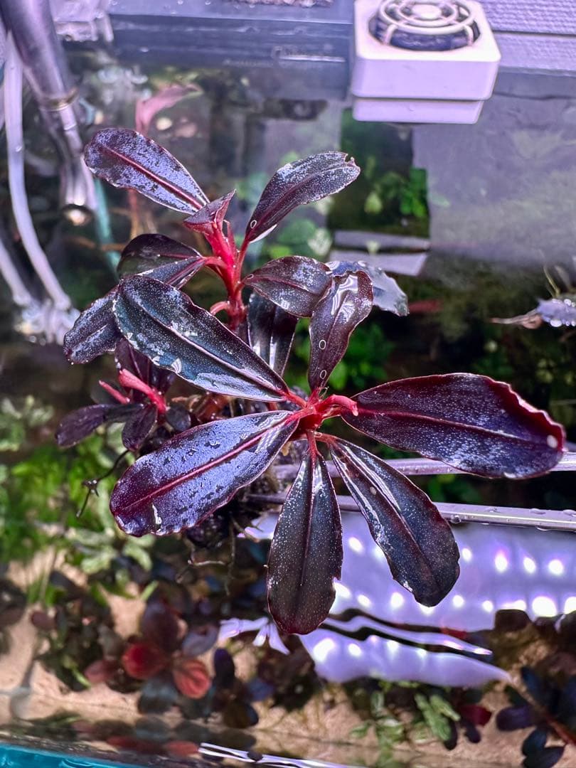 ブセファランドラsp.ネオ2015