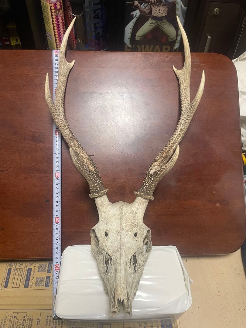 【最終値引き】鹿の頭骨 角付き 約65cm