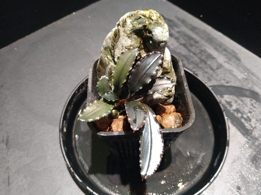 Bucephalandra Red waltz レッドワルツ