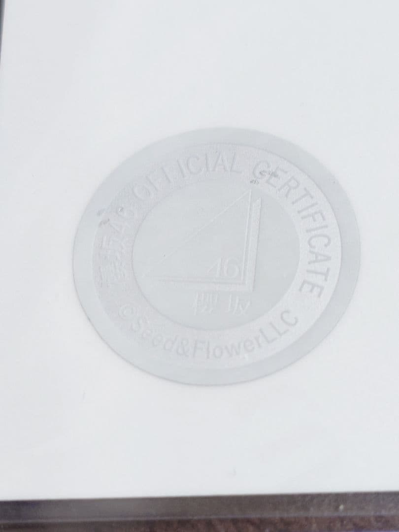 シ*ー様 櫻坂46向井純葉直筆サイン入生写真