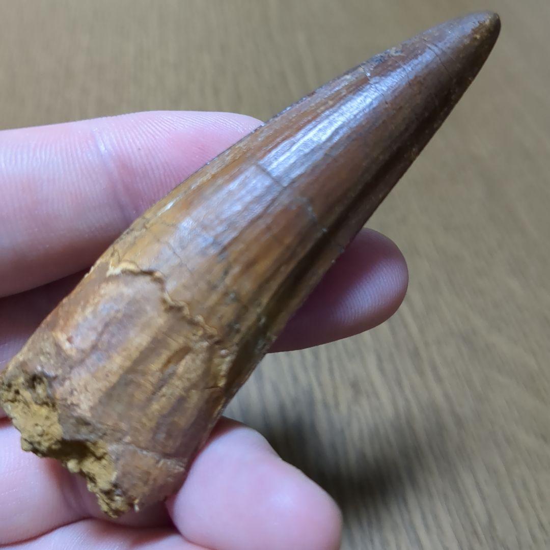 恐竜 化石 スピノサウルスの歯化石