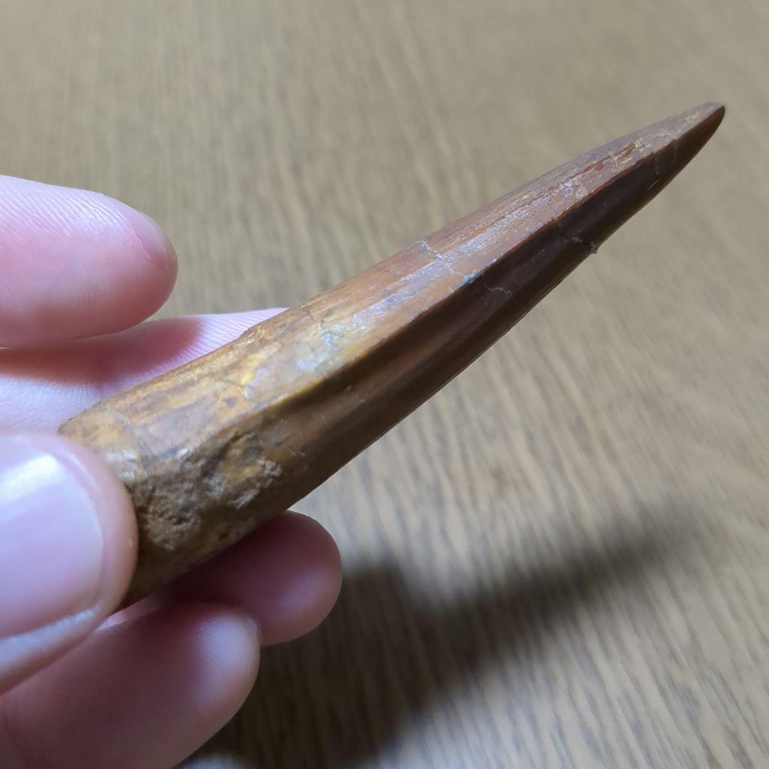 恐竜 化石 スピノサウルスの歯化石