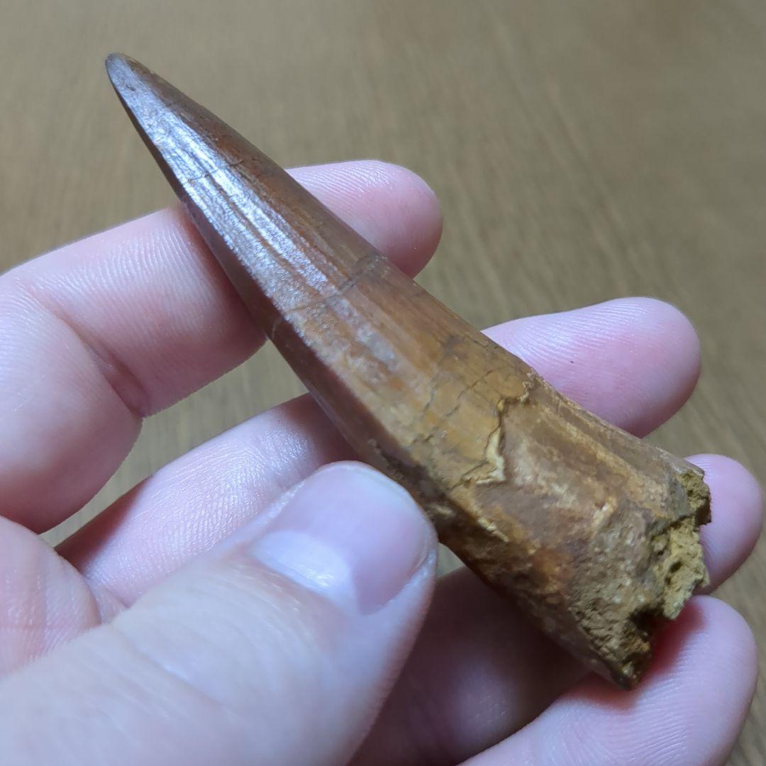 恐竜 化石 スピノサウルスの歯化石