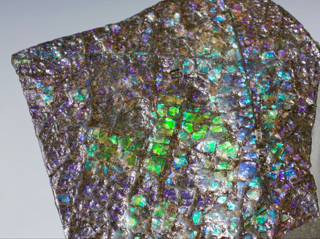 カナダ アンモライト 宝石標本