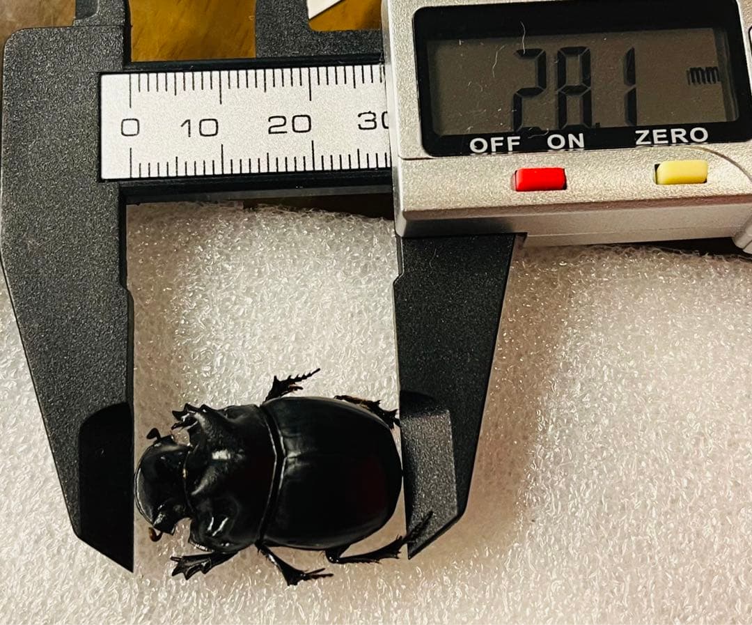 ダイコクコガネ 特大 28mm オス 標本