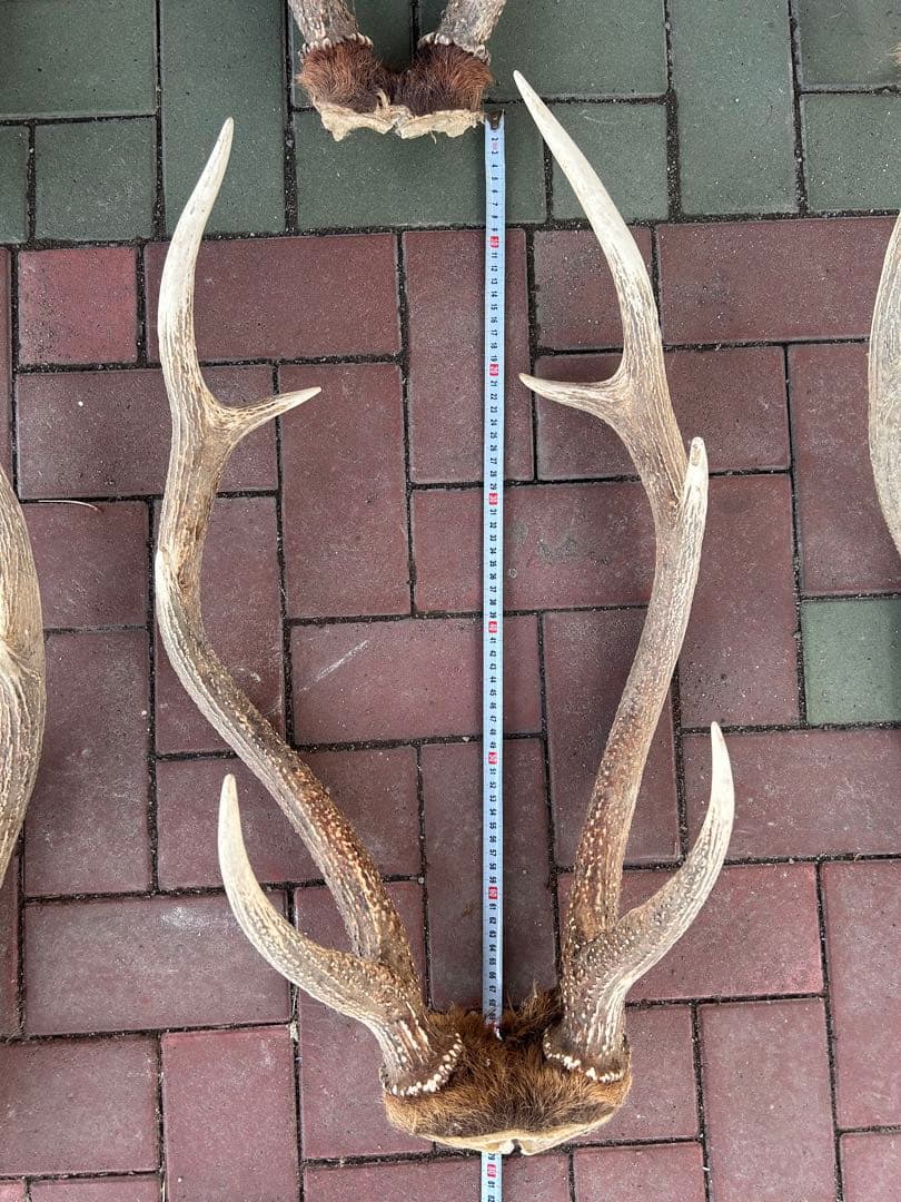 蝦夷鹿の角　14本　全部対　70から80センチ 超大型