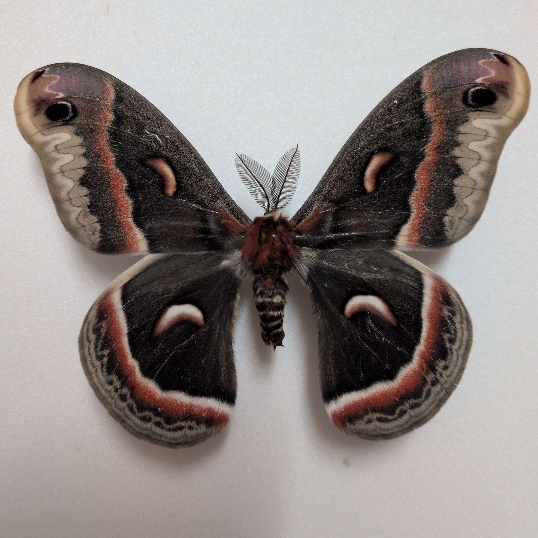 セクロピアサン　蝶標本　蛾標本　美麗！　外国産蝶標本