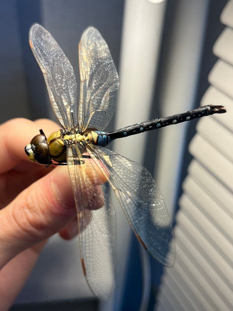 クロスジギンヤンマ 昆虫標本 オニヤンマ トンボ 虫除け ストラップ おにやんま
