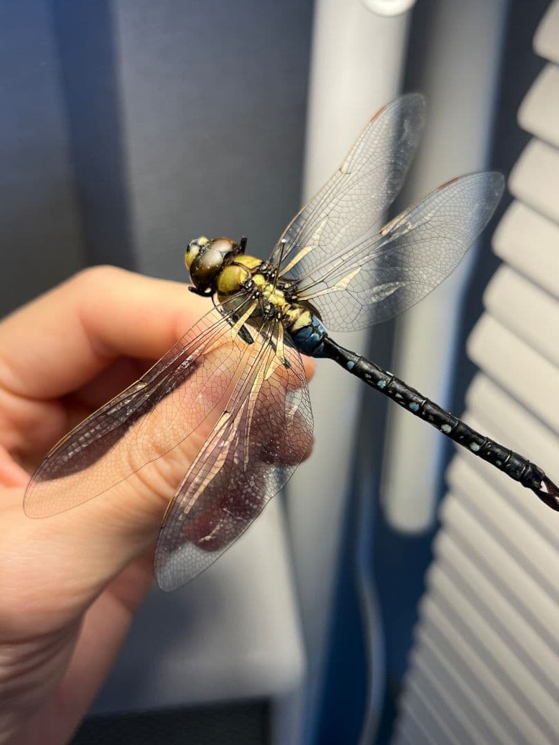 クロスジギンヤンマ 昆虫標本 オニヤンマ トンボ 虫除け ストラップ おにやんま